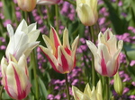 FZ005183 White and pink tulips in Dyffryn Gardens.jpg